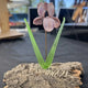 Handcrafted Glass Irises: The Art of Lampworked Floral Sculpture