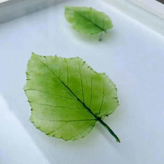 Nature-Inspired Pâte de Verre Glass Leaves Handcrafted in Alberta