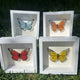 The Glass Butterfly Shadowbox Collection: Whyte Ave Debut