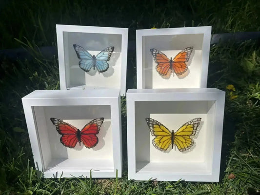 The Glass Butterfly Shadowbox Collection: Whyte Ave Debut