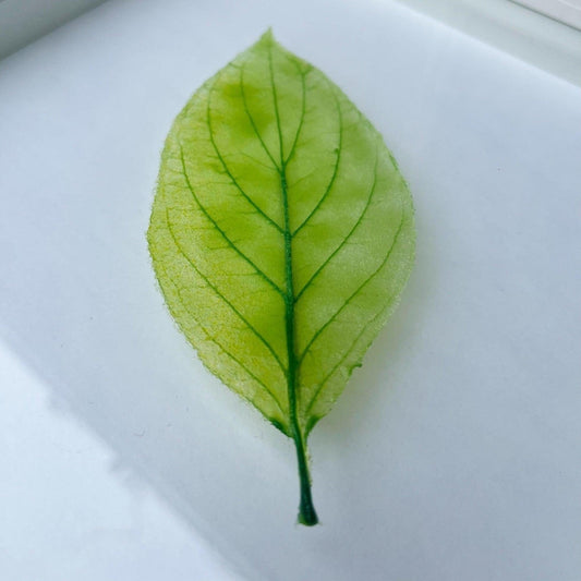 Where to Find My Glass Art This Season: Folk Fest, Art in the Garden & Strathcona Art Walk