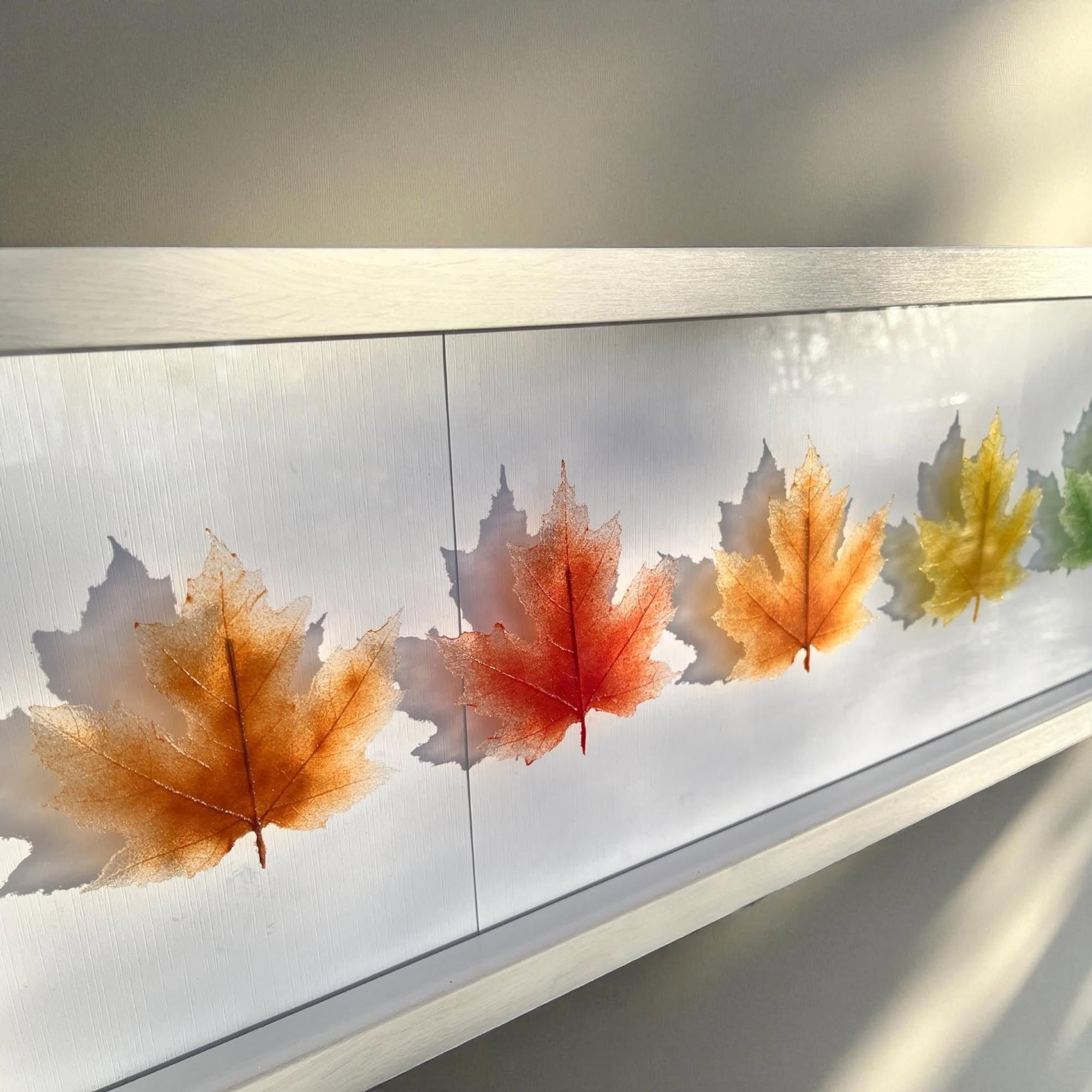 A close-up of a white panel with four glass autumn maple leaves in green, yellow, orange, and red, arranged in a row with natural sunlight casting shadows.